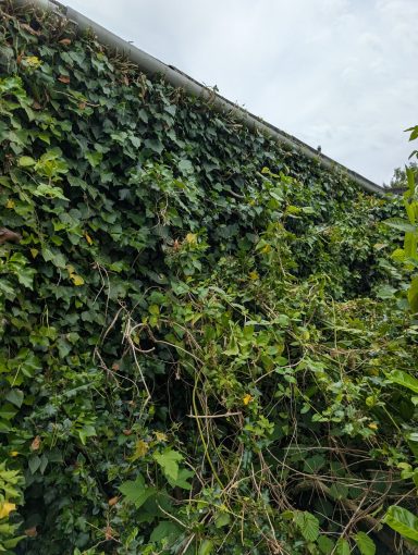 Ivy Clearing