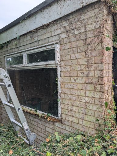 Ivy Clearing